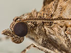  70.081 Grey Pine Carpet antenna close Copyright Martin Evans 