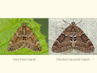  70.081 Grey Pine Carpet and Chestnut-coloured Carpet Copyright Martin Evans 