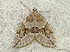 70.082 Juniper Carpet Copyright Martin Evans 