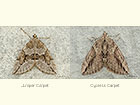 70.082 Juniper Carpet and Cypress Carpet Copyright Martin Evans 