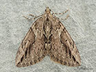  70.083 Cypress Carpet Copyright Martin Evans 