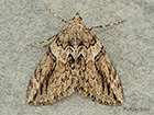  70.083 Cypress Carpet Copyright Martin Evans 