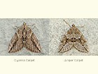  70.083 Cypress Carpet and Juniper Carpet Copyright Martin Evans 