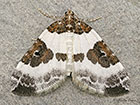  70.084 Blue-bordered Carpet Copyright Martin Evans 