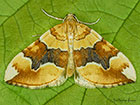  70.085 Barred Yellow Copyright Martin Evans 