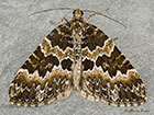  70.086 Broken-barred Carpet Copyright Martin Evans 