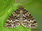  70.086 Broken-barred Carpet Copyright Martin Evans 