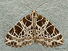  70.088 Netted Carpet Copyright Martin Evans 