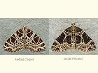  70.088 Netted Carpet and Small Phoenix Copyright Martin Evans 