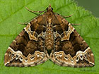  70.089 Phoenix Copyright Martin Evans 