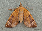  70.090 Chevron female Copyright Martin Evans 
