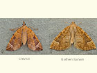  70.090 Chevron and Northern Spinach Copyright Martin Evans 