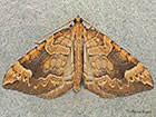  70.091 Northern Spinach Copyright Martin Evans 