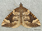  70.091 Northern Spinach Copyright Martin Evans 