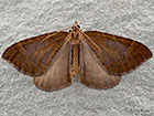  70.091 Northern Spinach Copyright Martin Evans 