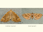  70.091 Northern Spinach and Dark Spinach Copyright Martin Evans 