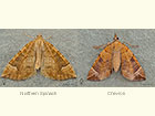  70.091 Northern Spinach and Chevron Copyright Martin Evans 
