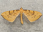 70.093 Barred Straw Copyright Martin Evans 