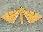  70.093 Barred Straw Copyright Martin Evans 