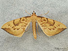  70.093 Barred Straw Copyright Martin Evans 