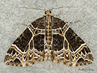  70.094 Small Phoenix Copyright Martin Evans 