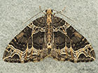  70.094 Small Phoenix Copyright Martin Evans 