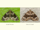  70.094 Small Phoenix and Devon Carpet Copyright Martin Evans 