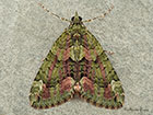 70.095 Red-green Carpet Copyright Martin Evans 