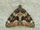  70.095 Red-green Carpet Copyright Martin Evans 