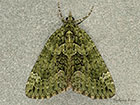  70.095 Red-green Carpet Copyright Martin Evans 