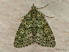  70.096 Autumn Green Carpet Copyright Martin Evans 
