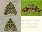 70.096 Autumn Green Carpet, Beech-green Carpet, Red-green Carpet Copyright Martin Evans 