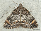  70.097 	Common Marbled Carpet Copyright Martin Evans 
