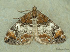  70.097 	Common Marbled Carpet Copyright Martin Evans 