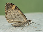  70.097 Common Marbled Carpet Copyright Martin Evans 