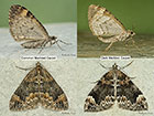  70.097 Common Marbled Carpet & Dark Marbled Carpet Copyright Martin Evans 