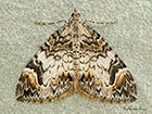  70.098 Dark Marbled Carpet Copyright Martin Evans 