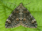  70.098 Dark Marbled Carpet Copyright Martin Evans 