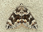  70.098 Dark Marbled Carpet Copyright Martin Evans 