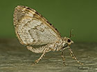  70.098 Dark Marbled Carpet underside Copyright Martin Evans 