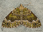  70.099 Beech-green Carpet Copyright Martin Evans 