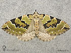  70.100 Green Carpet female of a Scottish Highland form Copyright Martin Evans 