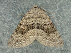  70.101 Mottled Grey Copyright Martin Evans 