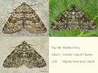  70.101 Mottled Grey, Garden Carpet f.thules and Striped Twin-spot Carpet Copyright Martin Evans 