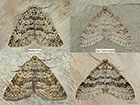  70.101 Mottled Grey and Early Tooth-striped Copyright Martin Evans 