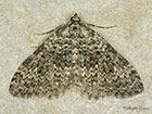 70.102 Striped Twin-spot Carpet Copyright Martin Evans 