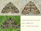  70.102 Striped Twin-spot Carpet, Mottled Grey and Garden Carpet f.thules Copyright Martin Evans 