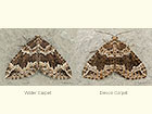  70.103 Water Carpet and Devon Carpet Copyright Martin Evans 