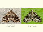  70.104 Devon Carpet and Small Phoenix Copyright Martin Evans 