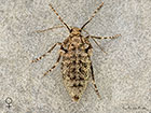  70.106 Winter Moth female Copyright Martin Evans 